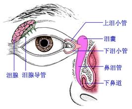 视网膜,视网膜动脉阻塞,眼中风,珠海希玛眼科