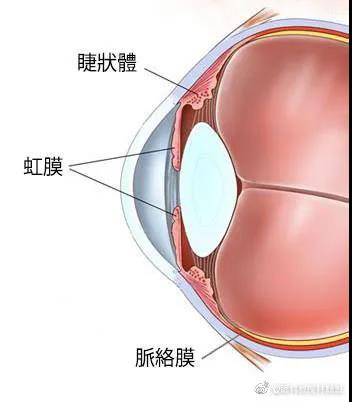 葡萄膜炎,红眼病,视力下降,珠海希玛眼科医院